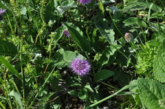 Psephellus holophyllus