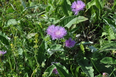 Psephellus holophyllus