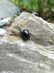 Labidomera suturella