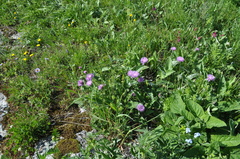 Psephellus holophyllus