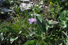 Psephellus holophyllus