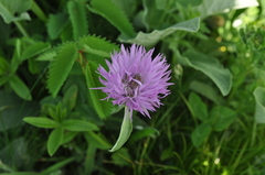 Psephellus holophyllus