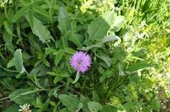 Psephellus holophyllus