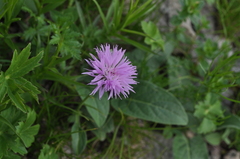 Psephellus holophyllus