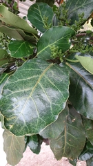 Meryta sinclairii