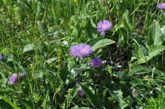 Psephellus holophyllus