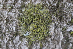 Candelariella reflexa