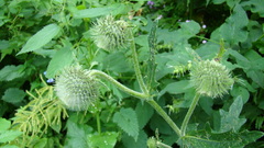 Cirsium osseticum