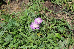 Psephellus paucilobus