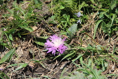 Psephellus paucilobus