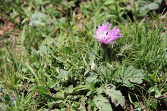 Psephellus paucilobus