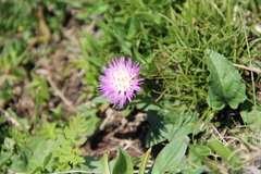 Psephellus paucilobus