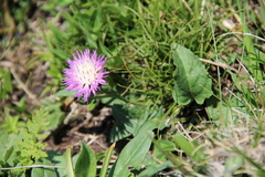 Psephellus paucilobus