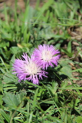 Psephellus paucilobus