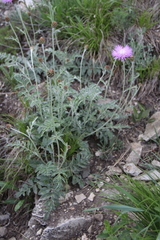 Psephellus leucophyllus