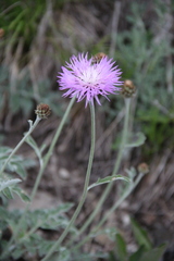Psephellus leucophyllus