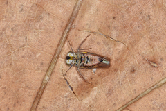 Idiocerus vicinus