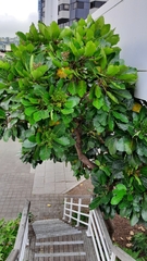 Meryta sinclairii