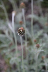 Psephellus leucophyllus