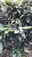 Metrosideros excelsa