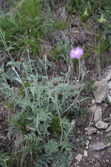 Psephellus leucophyllus