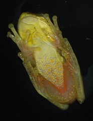 Dendropsophus columbianus