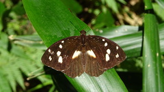 Aterica galene incisa