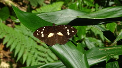 Aterica galene incisa