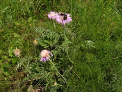 Psephellus leucophyllus