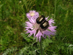 Psephellus leucophyllus
