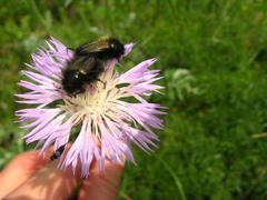 Psephellus leucophyllus