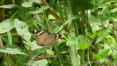 Euphaedra medon abouna