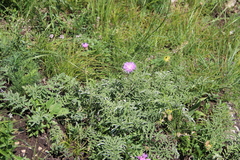 Psephellus leucophyllus