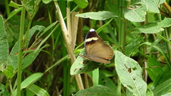 Euphaedra medon abouna