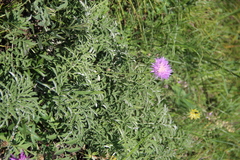 Psephellus leucophyllus