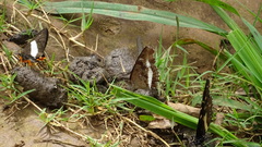 Eurytela hiarbas