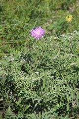 Psephellus leucophyllus