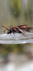 Sphecodes heraclei ignitus