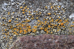 Caloplaca ruderum