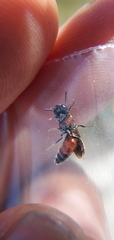 Sphecodes heraclei ignitus