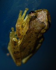 Dendropsophus columbianus