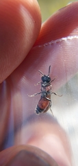 Sphecodes heraclei ignitus