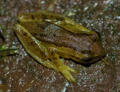 Dendropsophus columbianus