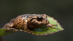Pristimantis leptolophus