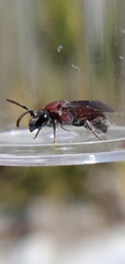 Sphecodes heraclei ignitus