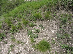 Psephellus leucophyllus