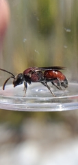 Sphecodes heraclei ignitus