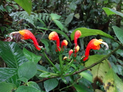 Centropogon granulosus