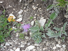 Psephellus leucophyllus