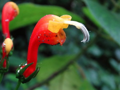 Centropogon granulosus